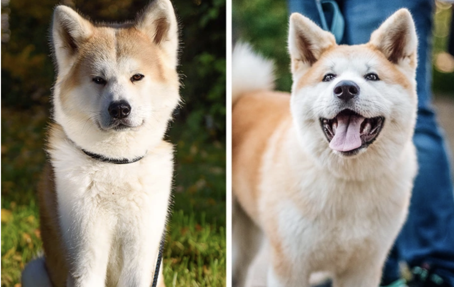 8 Signs That Your Dog Is One of the Happiest Animals in the World